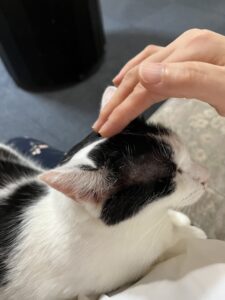 お膝猫2