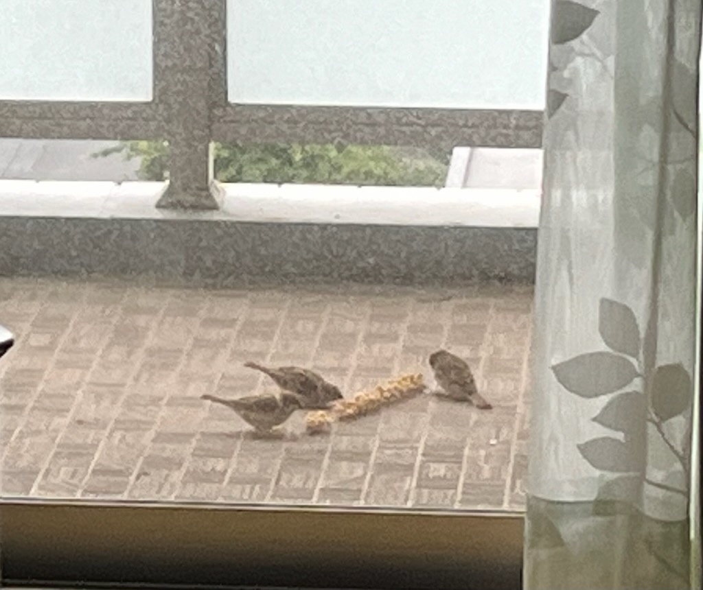 朝の雀の食事風景