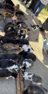 田代島の猫のごはん風景