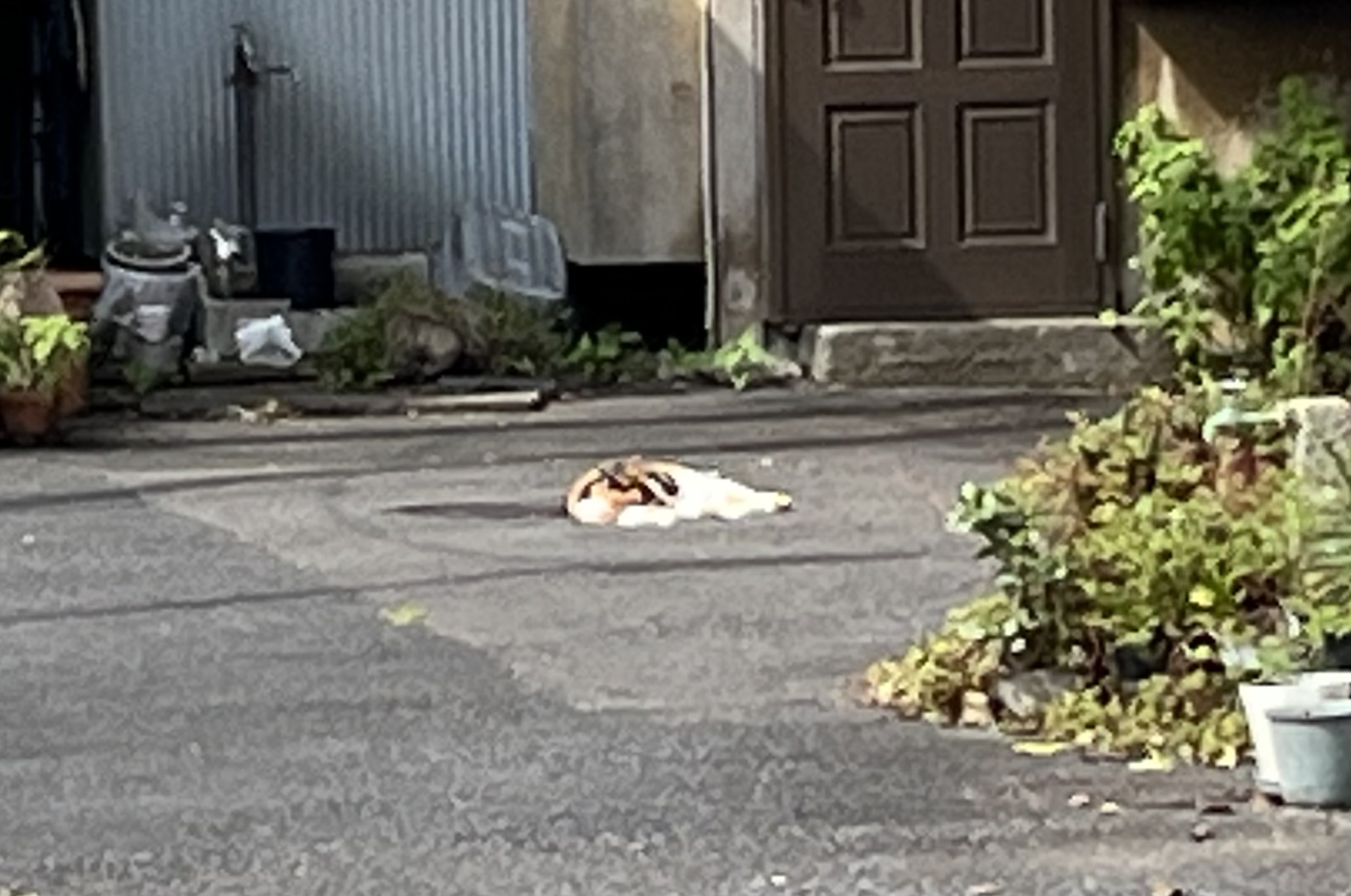 道端の猫
